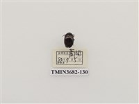 藏品(鞘翅目(2))的圖片